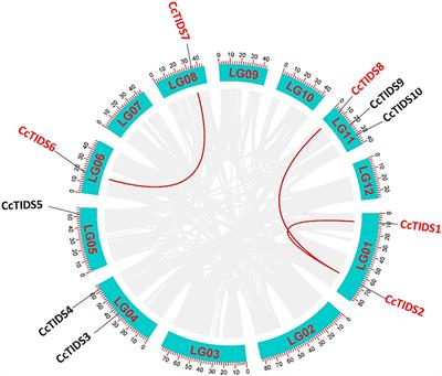 Genome-Wide Identification and Functional Characterization of the Trans-Isopentenyl Diphosphate Synthases Gene Family in Cinnamomum camphora